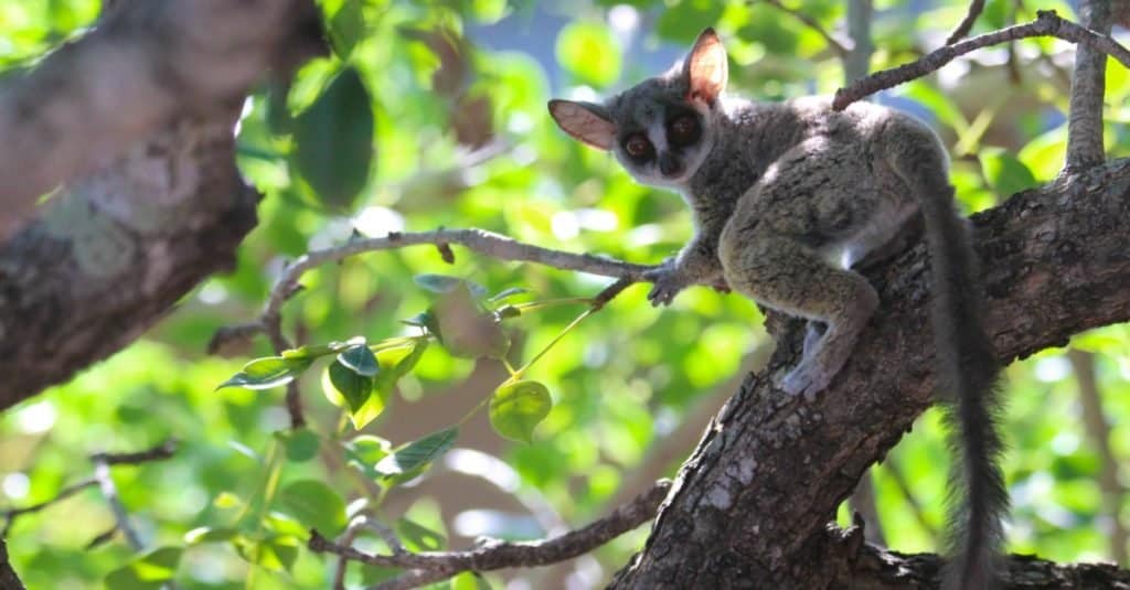 Bush Baby si prepara a saltare su un albero di marula.