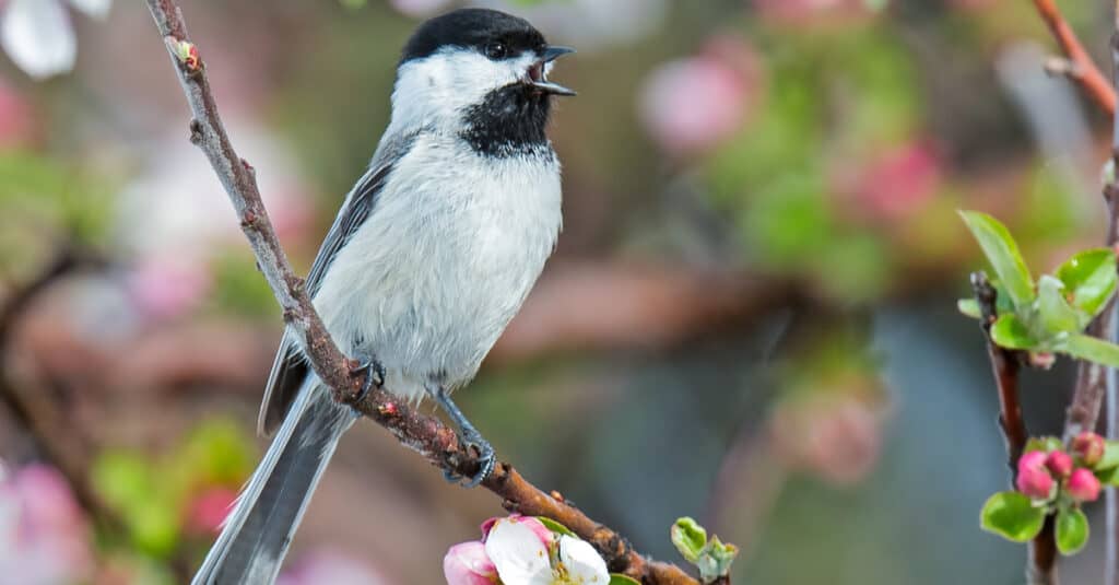 Un Chickadee dal cappuccio nero canta su un ramo coperto di fiori