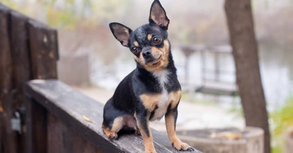 Un animale domestico Testa di cervo Chihuahua seduto su un ponte esterno.