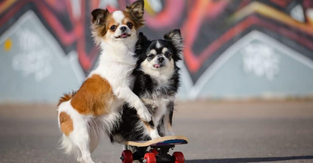 Due simpatici cani Chihuahua con testa di mela che si siedono su uno skateboard.