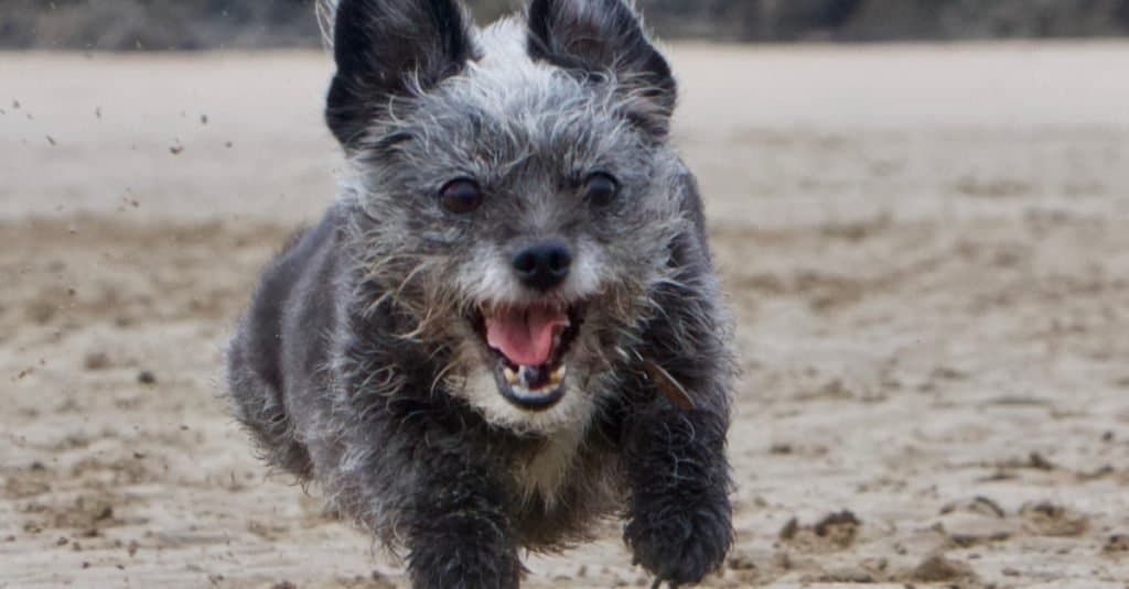 Piccolo chihuahua x barboncino che corre a terra sulla spiaggia