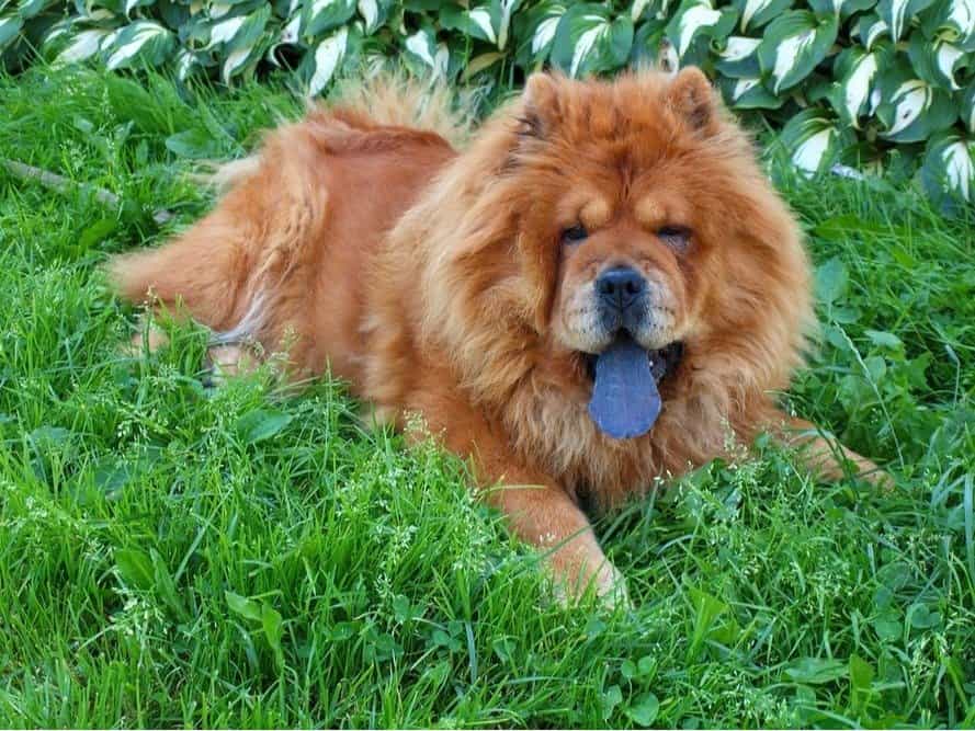 Cane marrone chow chow sdraiato nell'erba.
