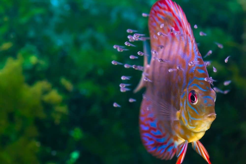 Baby Discus Cichlid pesce che nuota con il genitore. <a href=