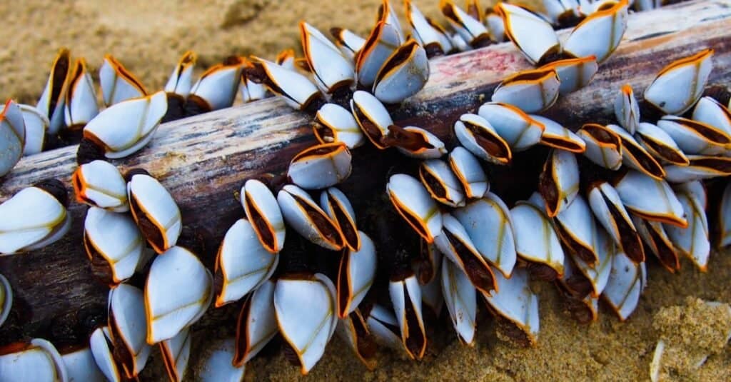Gruppo di cirripedi d'oca, conchiglia attaccata su un ceppo di legno in riva al mare.