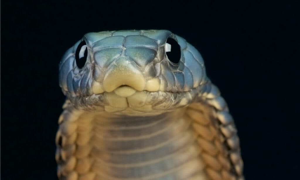 Il cobra arabo ha una testa triangolare e occhi rotondi e scuri.