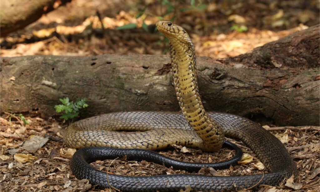 Cobra della foresta arrotolato con la testa sollevata