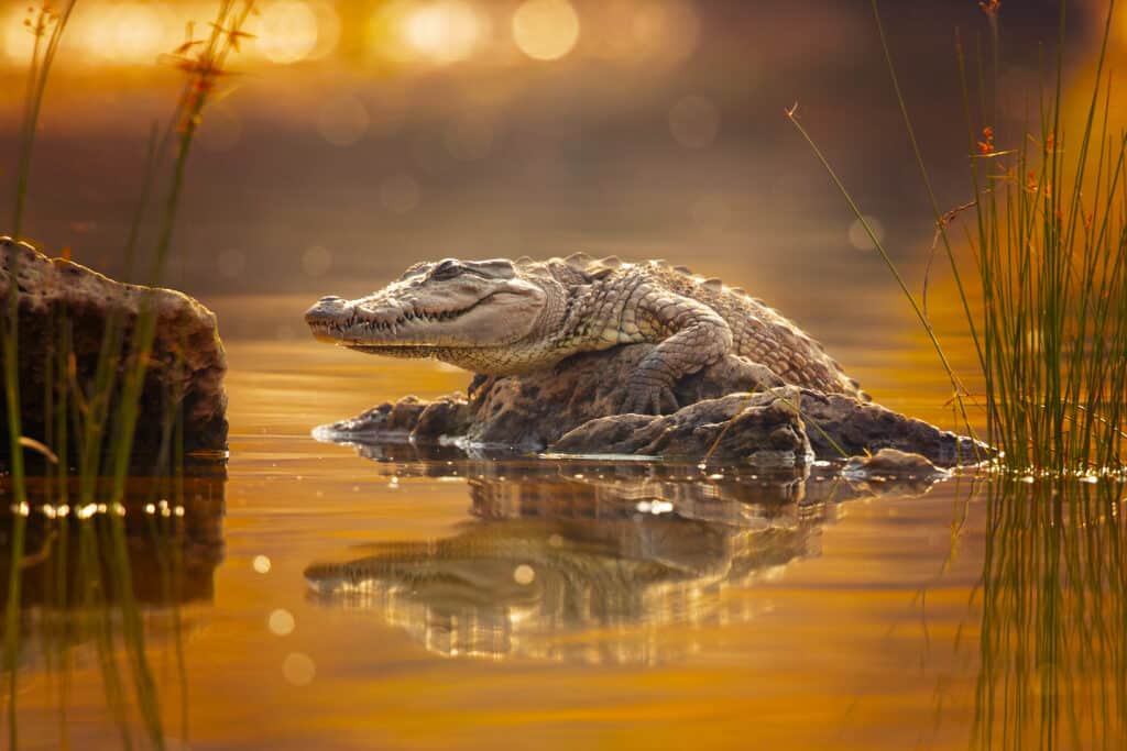 coccodrillo