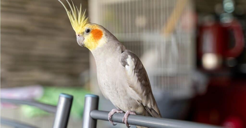 Cockatiel seduto vicino alla finestra in una giornata di sole.