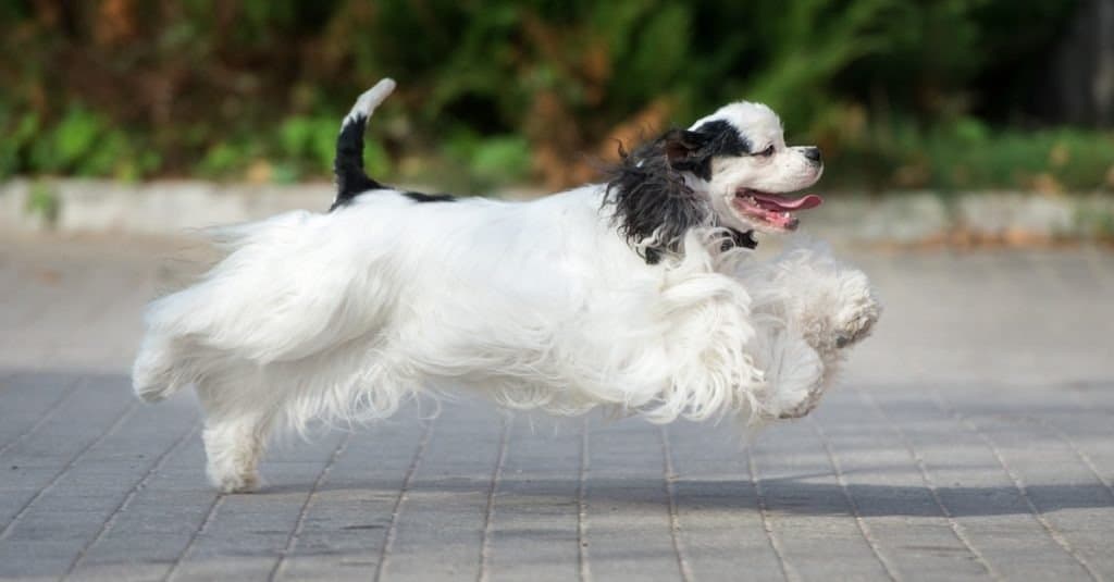 cane americano cocker spaniel che corre all'aperto