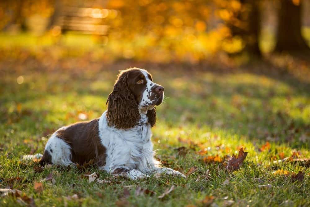 Cocker spaniel inglese che si rilassa nell'erba