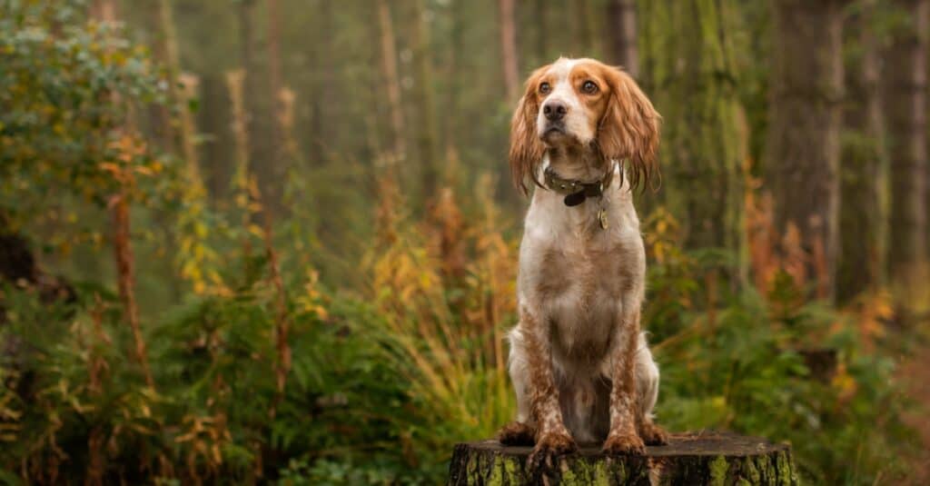 cocker spaniel seduto nei boschi con le orecchie bagnate