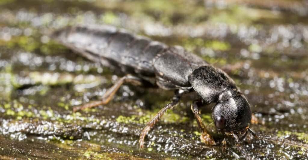 Scarabeo cavallo del diavolo, una specie di scarabeo vagabondo.  Le superstizioni sostengono che il diavolo assume la forma di questo scarabeo per mangiare i peccatori.
