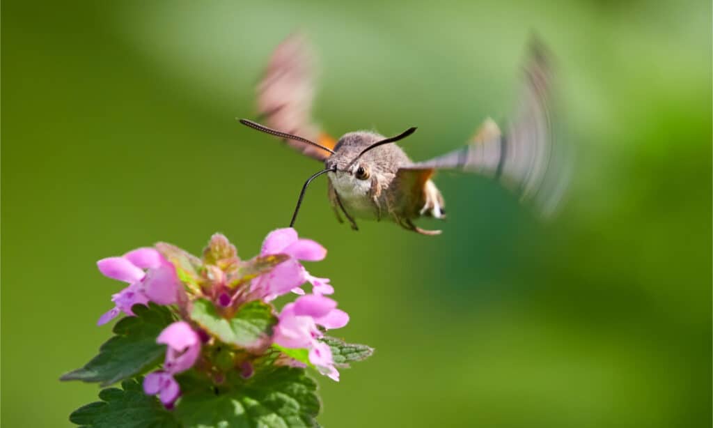 Colibrì falco-falena in bilico su un fiore