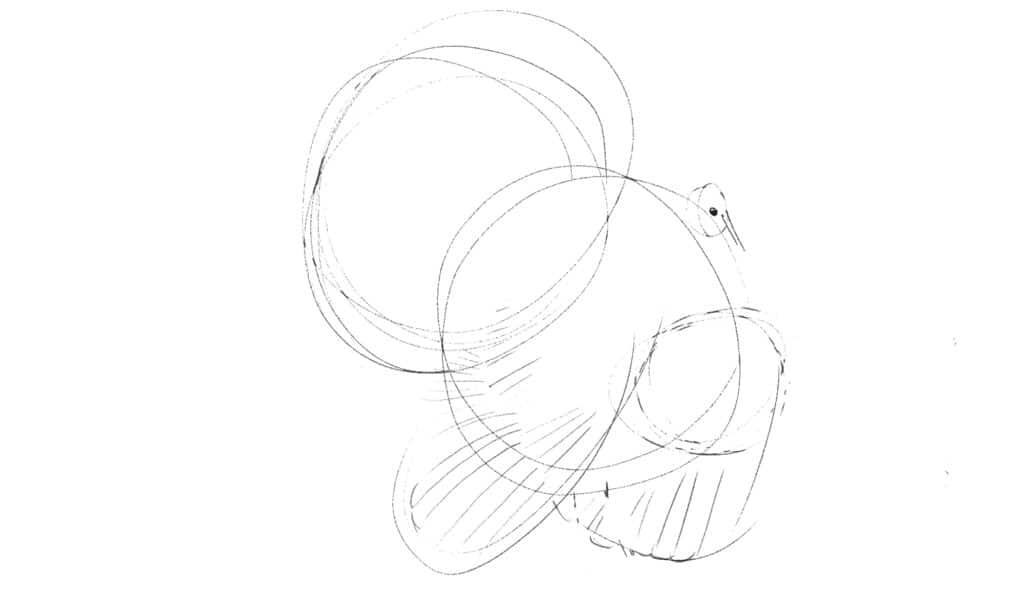 disegnare un tacchino - inizia con la struttura