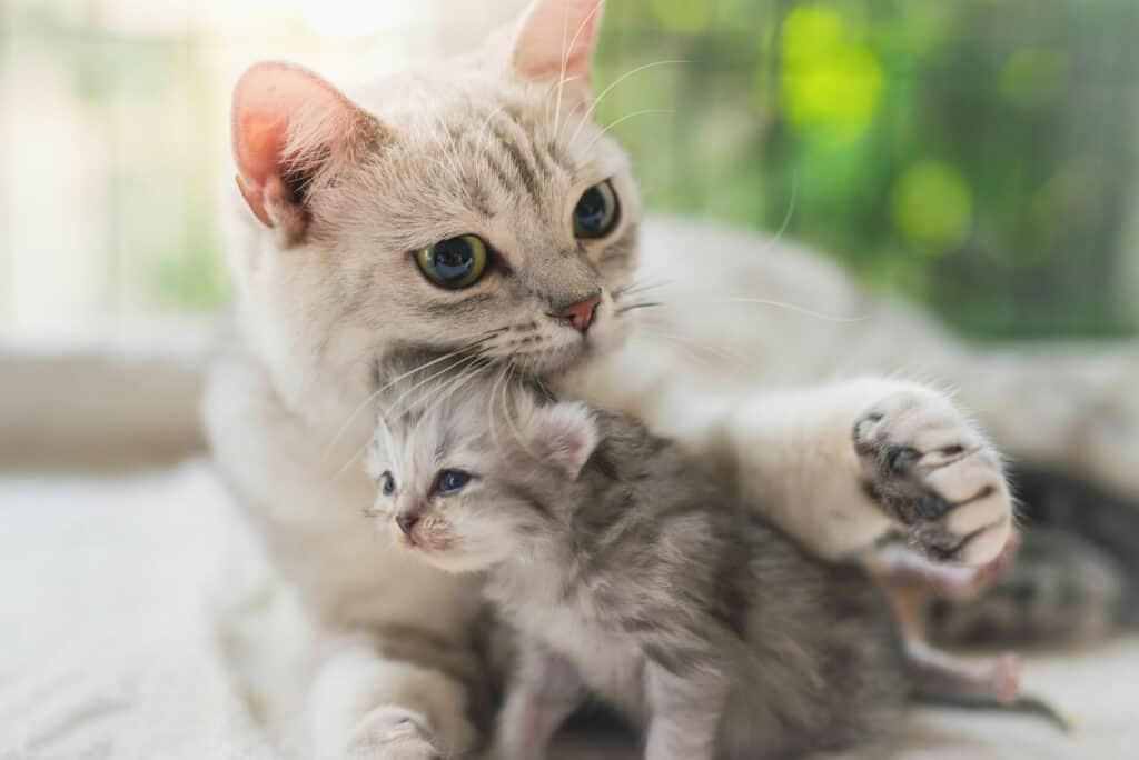 Gatto a pelo corto americano