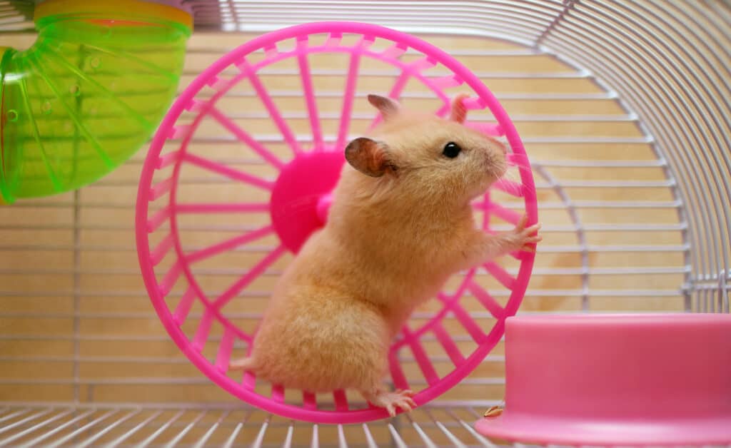 Criceto che corre in una ruota.