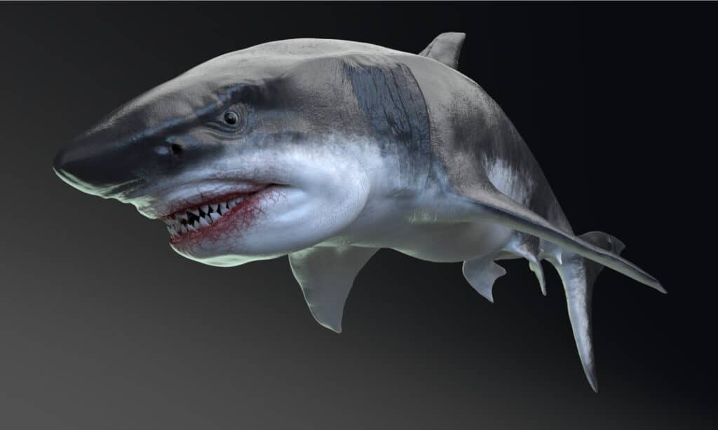 Primo piano del megalodonte