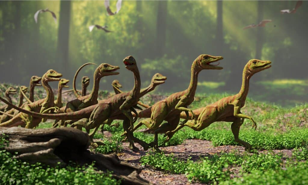 Compsognathus aveva corpi snelli e le gambe posteriori erano più lunghe e potenti delle braccia anteriori.