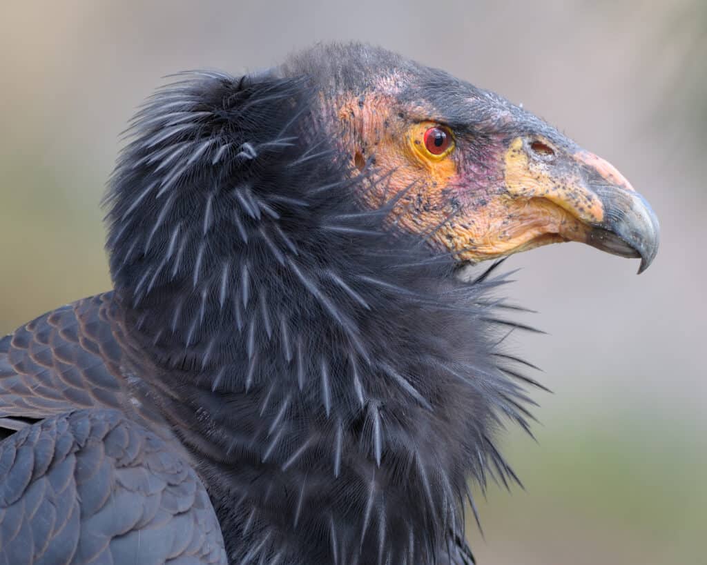 Colpo alla testa di un condor della California di profilo