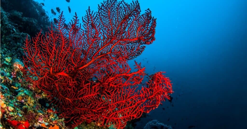 Un ottocorallo rosso a Komodo.
