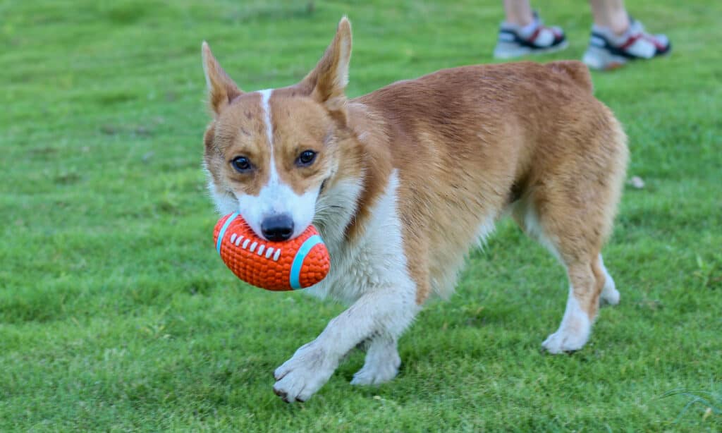 corgidor al parco