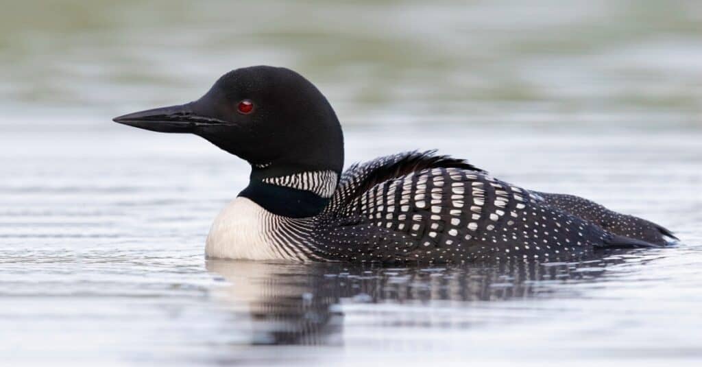 Uccelli che sembrano anatre: Loon comune