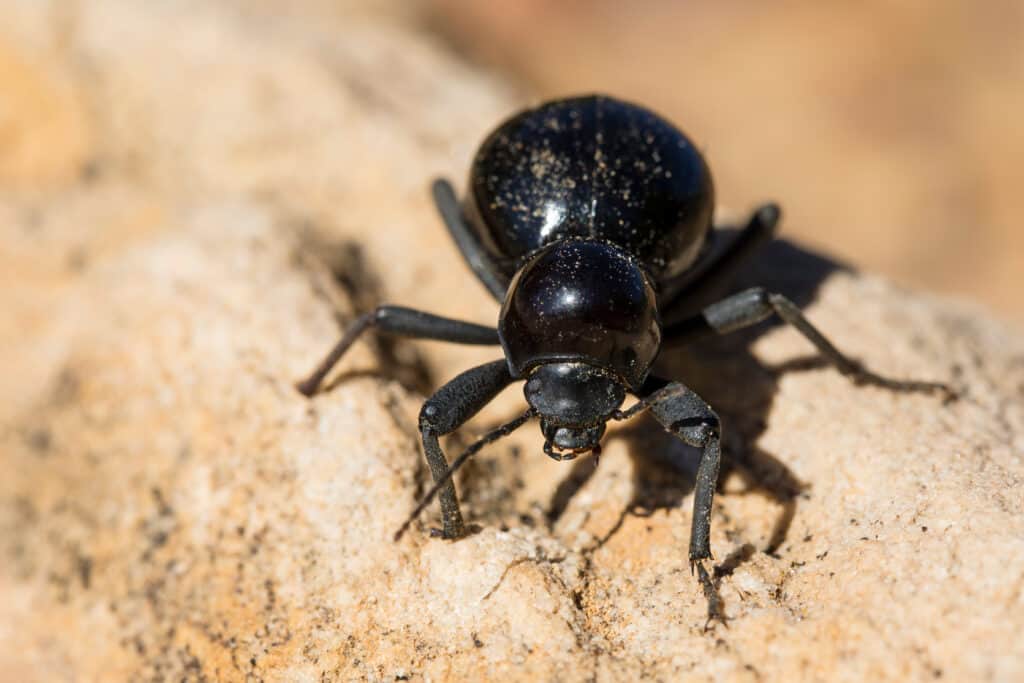 Scarabeo Oscuro