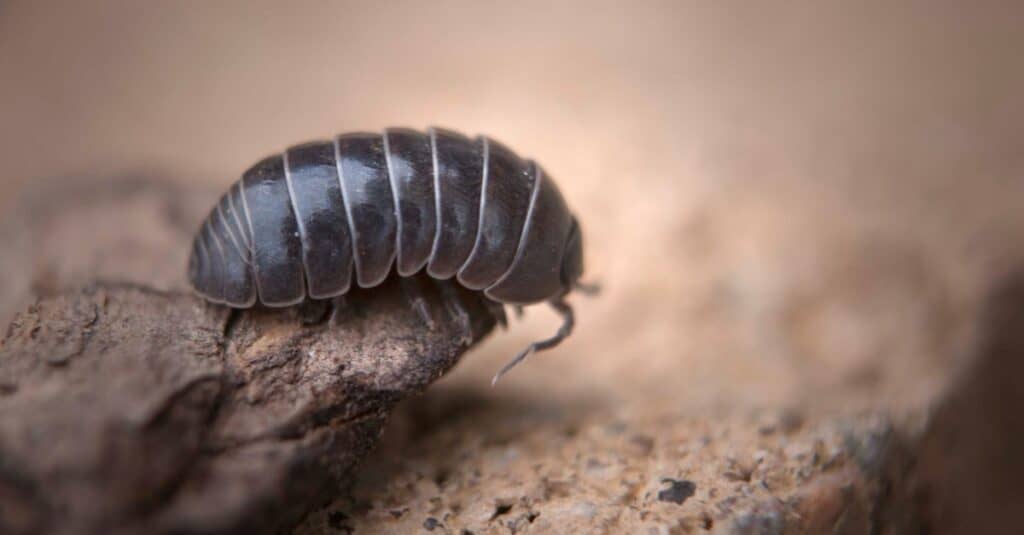 pidocchio che striscia su una pietra