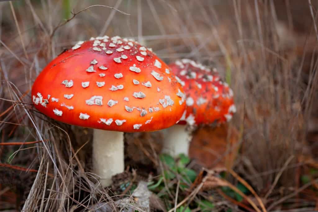 Tipi di funghi velenosi