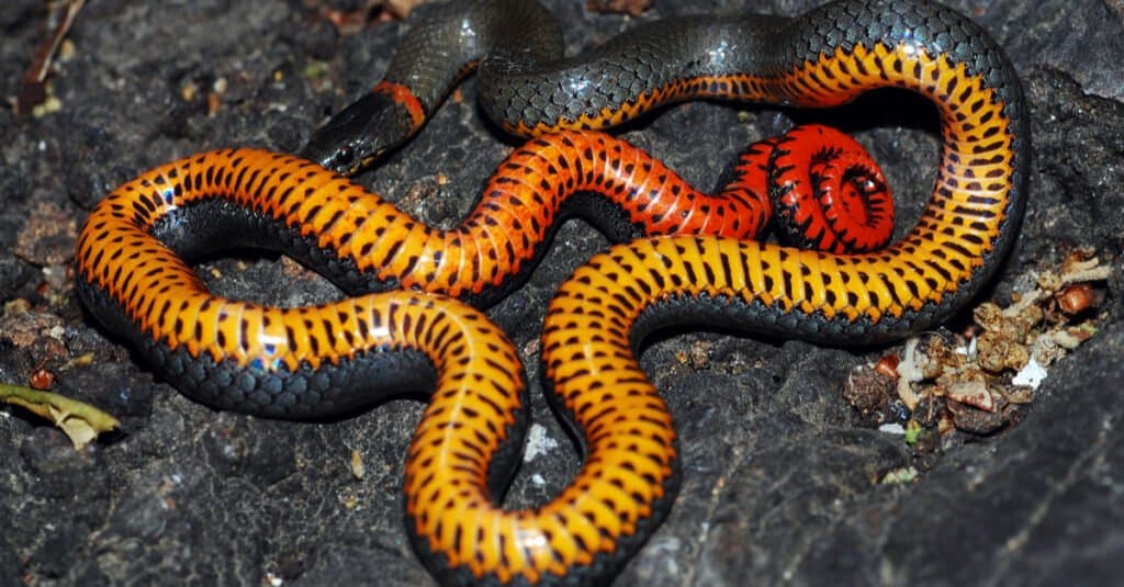 I serpenti dal collo ad anello sono velenosi o pericolosi