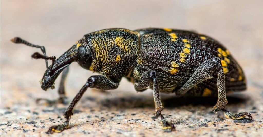 Tipi di coleotteri - Weevil