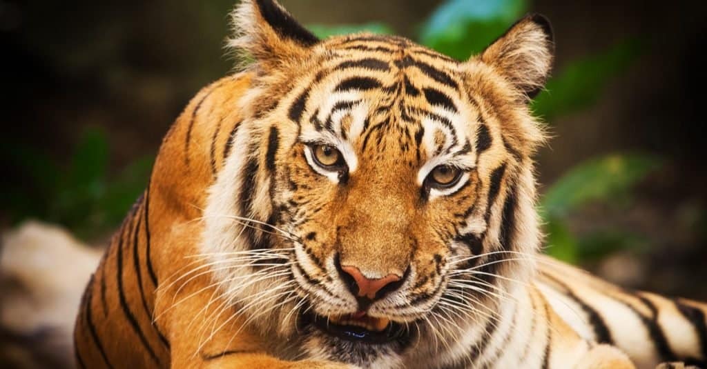 Animali domestici illegali da possedere negli Stati Uniti: bengalesi