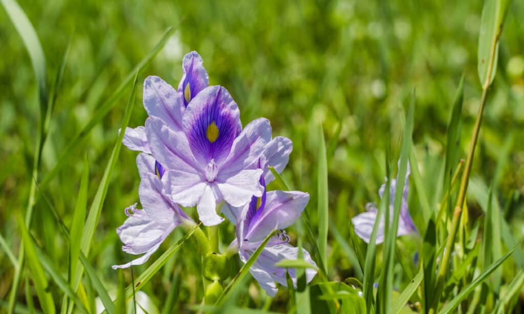 Giacinto d'acqua (Eichhornia crassipes)