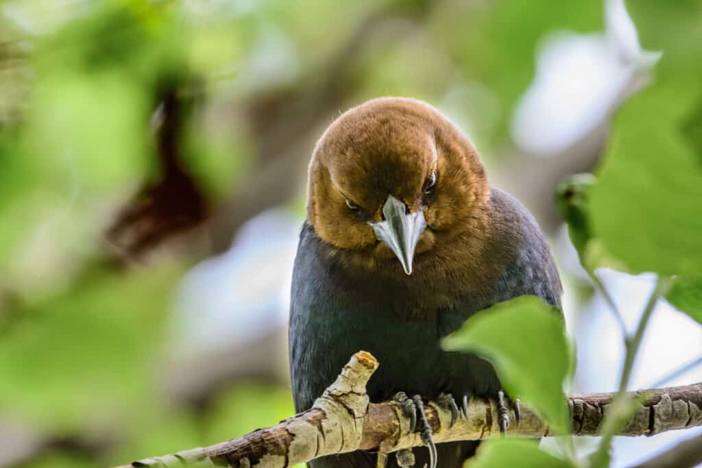 Cowbird dalla testa bruna