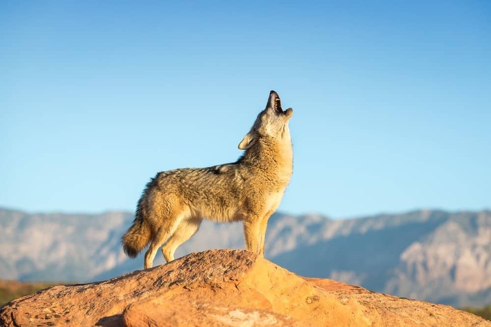 Coyote in piedi su una formazione rocciosa che ulula con deserto, montagne e cielo blu sullo sfondo
