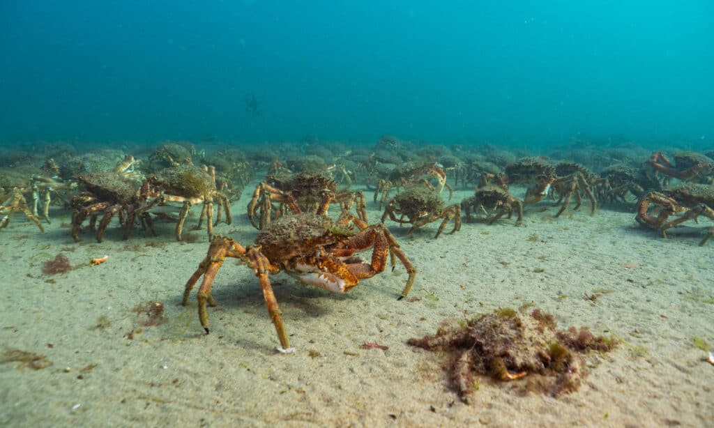 Granchio, fondale oceanico, animale, animale selvatico, animali allo stato selvatico