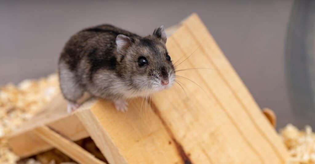 criceto nano su struttura in legno