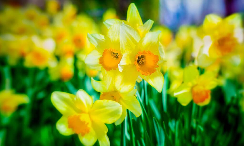 Narcisi