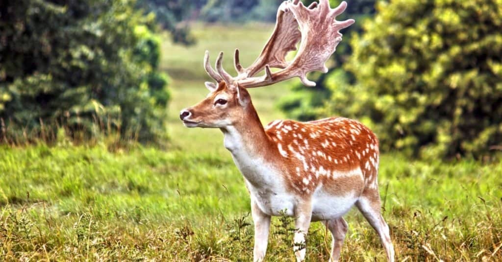 Daini, buck, in piedi in un campo che mostra le sue corna.