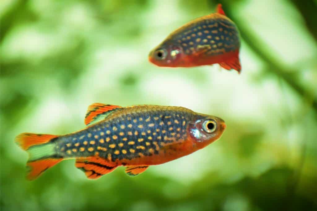 danios perla celeste