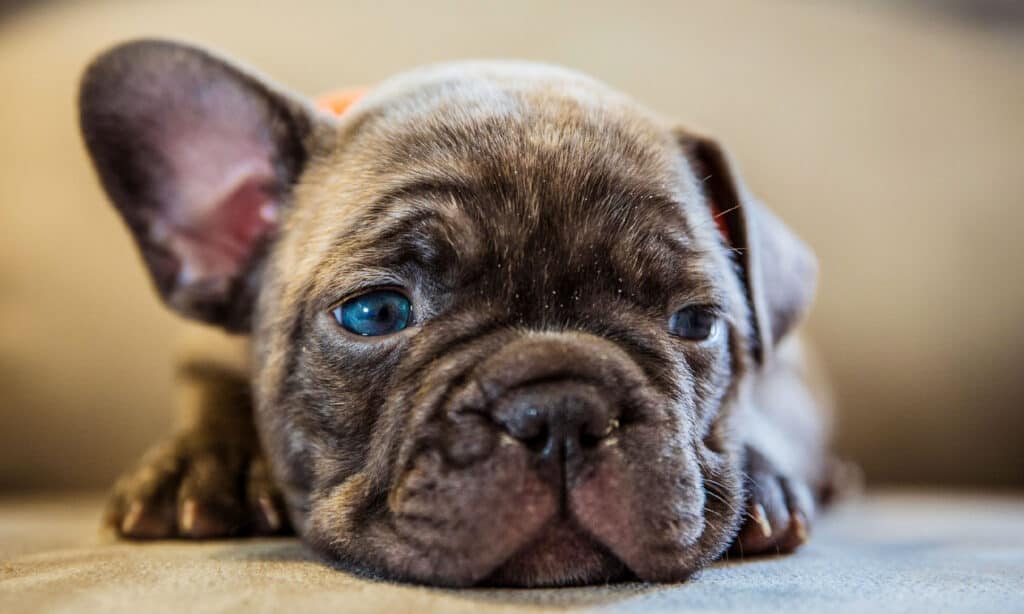 Cucciolo di bulldog francese