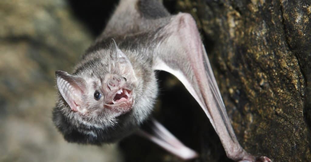 La saliva del pipistrello vampiro funziona come un anticoagulante, che impedisce alla preda di sanguinare eccessivamente.