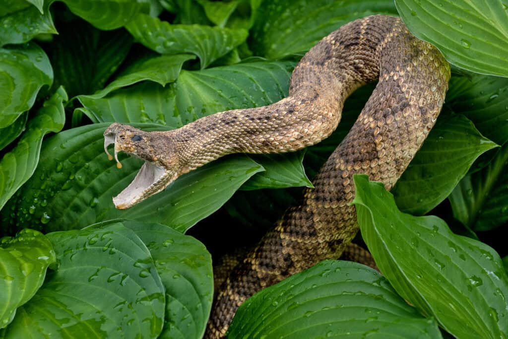 serpente a sonagli pronto a colpire