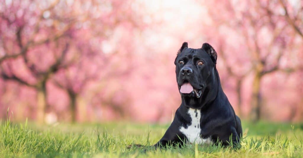 Cane Corso sdraiato in erba con fiori rosa dietro