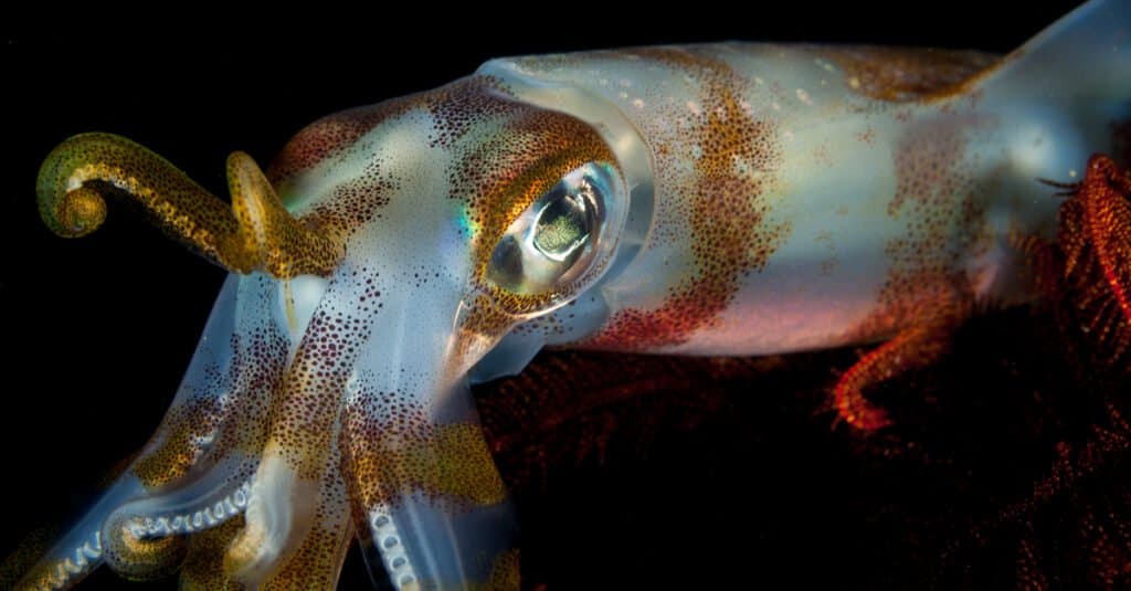 Cosa mangiano i calamari - Bigfin Reef Squid