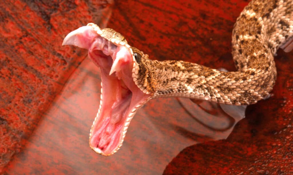 Serpente, Zanna, Serpente A Sonagli, Velenoso, Aggressione Serpente, Zanna, Serpente A Sonagli, Velenoso, Aggressione