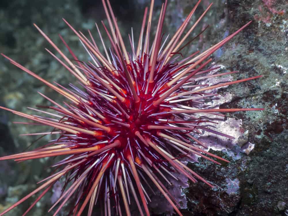 Riccio di Mar Rosso