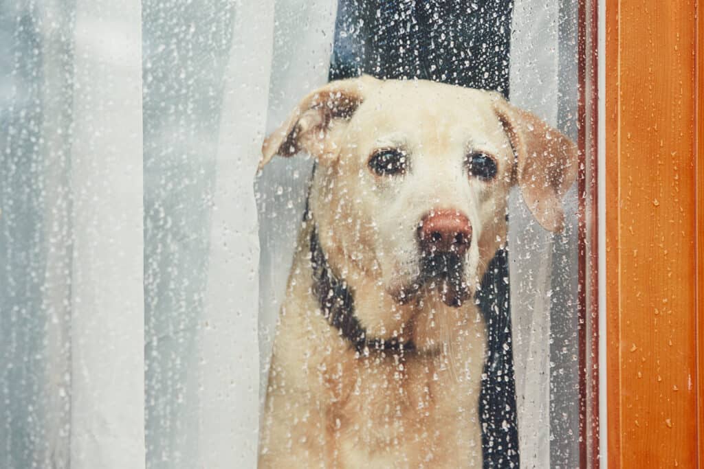 cane che sembra triste
