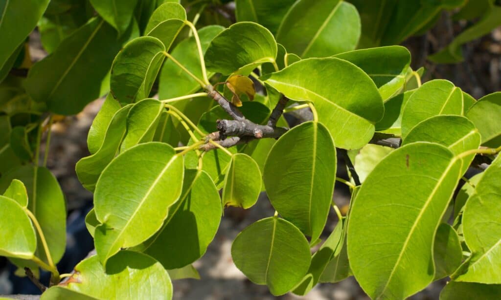 manchineel