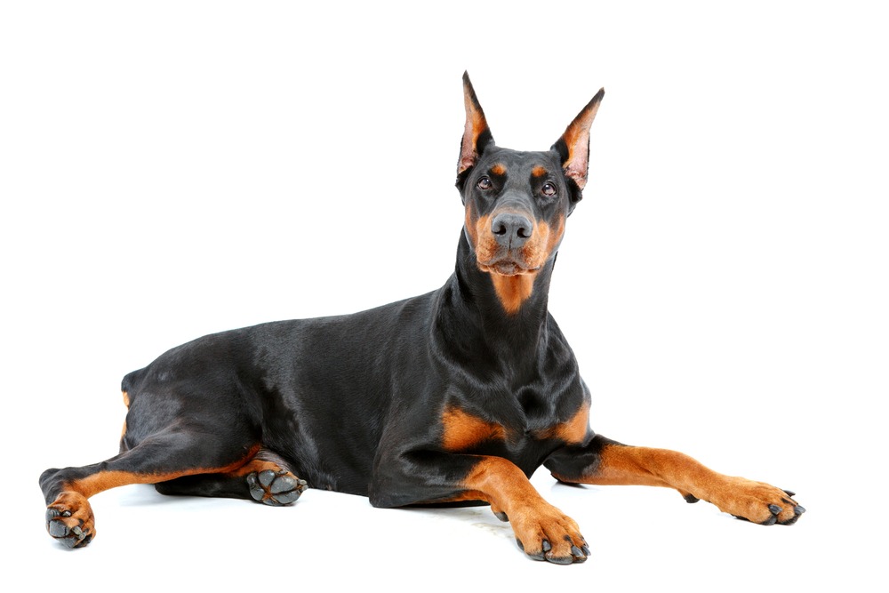 Doberman Pinscher su sfondo isolato